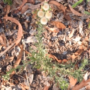 Erigeron sp. at Monash, ACT - 2 Feb 2018 08:43 AM