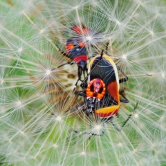 Dindymus versicolor (Harlequin Bug) at Macarthur, ACT - 14 Apr 2012 by Jek