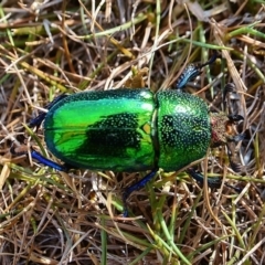 Lamprima aurata (Golden stag beetle) at Cotter River, ACT - 22 Nov 2014 by Jek