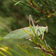 Caedicia simplex (Common Garden Katydid) at Cotter River, ACT - 27 Jan 2010 by Jek