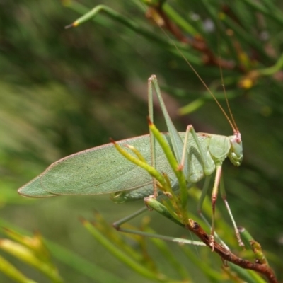 Caedicia simplex (Common Garden Katydid) at Cotter River, ACT - 27 Jan 2010 by Jek