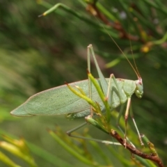 Caedicia simplex (Common Garden Katydid) at Cotter River, ACT - 26 Jan 2010 by Jek