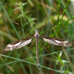 Ptilogyna sp. (genus) (A crane fly) at Cotter River, ACT - 26 Jan 2010 by Jek