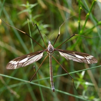 Ptilogyna sp. (genus) (A crane fly) at Cotter River, ACT - 27 Jan 2010 by Jek