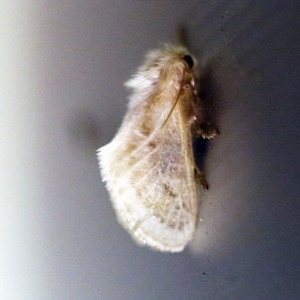 Doratifera pinguis at O'Connor, ACT - 7 Feb 2018 09:06 PM