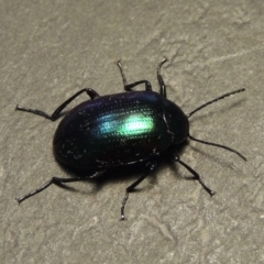 Chalcopteroides columbinus at Conder, ACT - 8 Feb 2018 07:51 AM