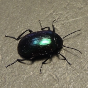 Chalcopteroides columbinus at Conder, ACT - 8 Feb 2018 07:51 AM