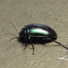 Chalcopteroides columbinus at Conder, ACT - 8 Feb 2018 07:51 AM