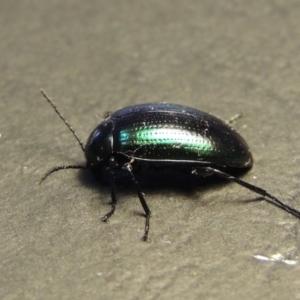 Chalcopteroides columbinus at Conder, ACT - 8 Feb 2018 07:51 AM