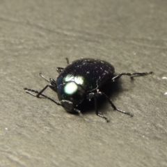 Chalcopteroides columbinus at Conder, ACT - 8 Feb 2018 07:51 AM