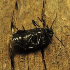 Chalcopteroides columbinus at Conder, ACT - 8 Feb 2018 07:51 AM