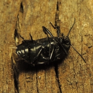 Chalcopteroides columbinus at Conder, ACT - 8 Feb 2018 07:51 AM