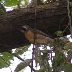 Chrysococcyx osculans (Black-eared Cuckoo) at Lake Ginninderra - 8 Feb 2018 by MatthewFrawley