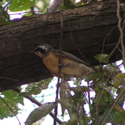 Chrysococcyx osculans (Black-eared Cuckoo) at Lake Ginninderra - 8 Feb 2018 by MatthewFrawley