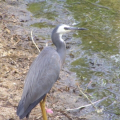 Egretta novaehollandiae (White-faced Heron) at Lake Ginninderra - 8 Feb 2018 by MatthewFrawley