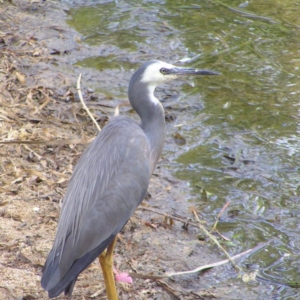 Egretta novaehollandiae at Belconnen, ACT - 8 Feb 2018 04:58 PM