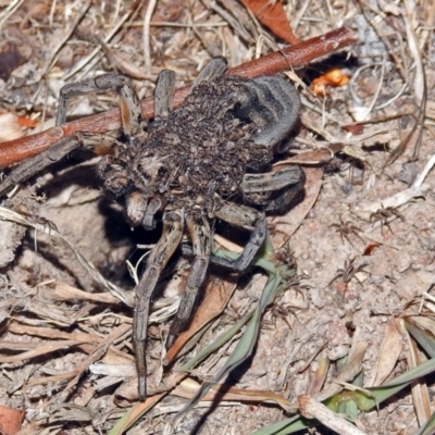 Tasmanicosa godeffroyi (Garden Wolf Spider) at Macarthur, ACT - 8 Feb 2018 by RodDeb