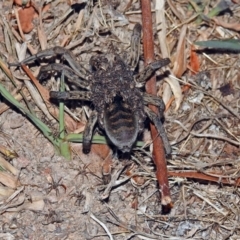 Tasmanicosa godeffroyi at Macarthur, ACT - 8 Feb 2018