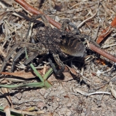 Tasmanicosa godeffroyi at Macarthur, ACT - 8 Feb 2018