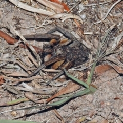 Tasmanicosa godeffroyi at Macarthur, ACT - 8 Feb 2018 07:00 PM