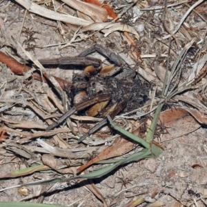 Tasmanicosa godeffroyi at Macarthur, ACT - 8 Feb 2018