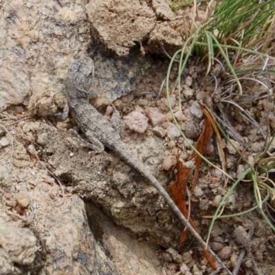 Amphibolurus muricatus (Jacky Lizard) at Booth, ACT - 8 Feb 2018 by KMcCue