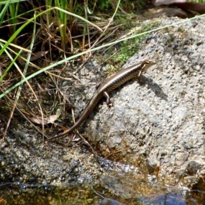 Eulamprus heatwolei (Yellow-bellied Water Skink) at Booth, ACT - 8 Feb 2018 by KMcCue