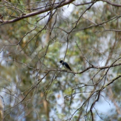 Myiagra cyanoleuca (Satin Flycatcher) at Booth, ACT - 8 Feb 2018 by KMcCue