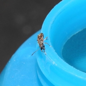 Remaudiereana inornata at Fadden, ACT - 5 Feb 2018