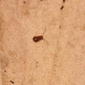 Blattodea (order) at Fadden, ACT - 7 Feb 2018 10:44 AM