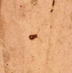 Blattodea (order) at Fadden, ACT - 7 Feb 2018 10:44 AM