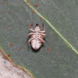 Gonipterus sp. (genus) at Fadden, ACT - 7 Feb 2018