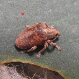 Gonipterus sp. (genus) at Fadden, ACT - 7 Feb 2018