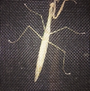 Tenodera australasiae at Hughes, ACT - 8 Feb 2018 10:04 PM