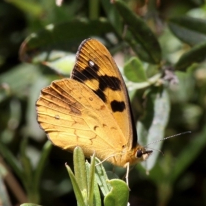 Heteronympha solandri at Cotter River, ACT - 17 Jan 2016