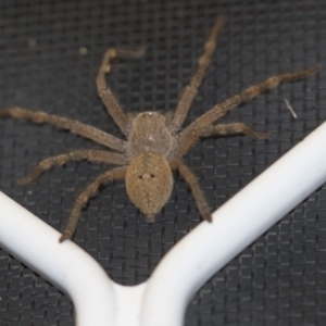 Neosparassus calligaster at Higgins, ACT - 8 Feb 2018