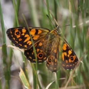 Oreixenica orichora at Cotter River, ACT - 17 Jan 2016 02:03 PM