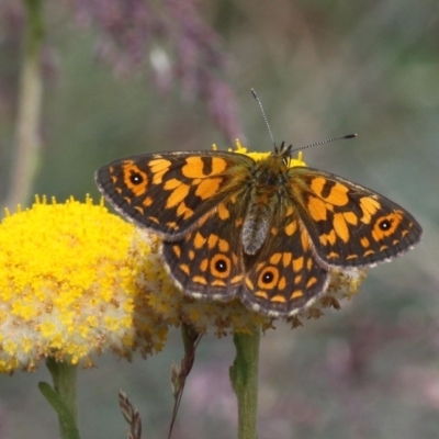 Oreixenica orichora (Spotted Alpine Xenica) at Cotter River, ACT - 17 Jan 2016 by HarveyPerkins