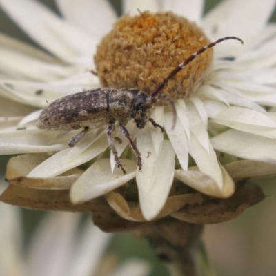 Rhytiphora paulla (Longhorn beetle) at Acton, ACT - 5 Feb 2018 by Alison Milton