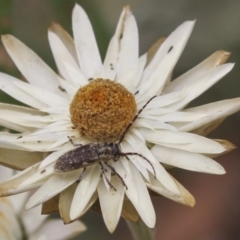 Rhytiphora paulla at Acton, ACT - 6 Feb 2018