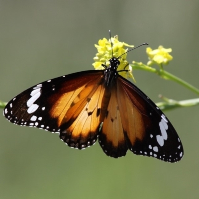 Danaus petilia (Lesser wanderer) at Gigerline Nature Reserve - 7 Nov 2010 by HarveyPerkins