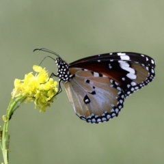 Danaus petilia at Tharwa, ACT - 7 Nov 2010