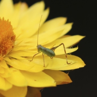 Caedicia sp. (genus) (Katydid) at Acton, ACT - 6 Feb 2018 by AlisonMilton