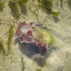 Hydatina physis (Brown-line Paperbubble) at Merimbula, NSW - 1 Apr 2017 by pmhillery