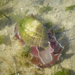 Hydatina physis at Merimbula, NSW - 1 Apr 2017 08:43 AM