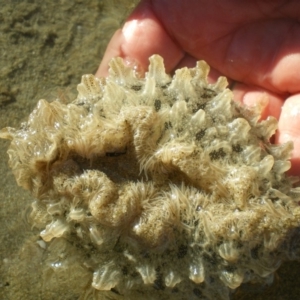 Bursatella leachii at Merimbula, NSW - 1 Apr 2017 09:08 AM