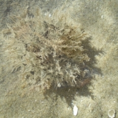 Bursatella leachii at Merimbula, NSW - 1 Apr 2017