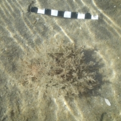 Bursatella leachii at Merimbula, NSW - 1 Apr 2017 09:08 AM