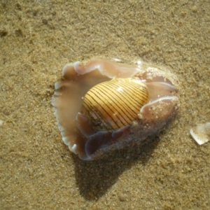 Hydatina physis at Merimbula, NSW - 1 Apr 2017 09:14 AM