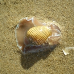 Hydatina physis at Merimbula, NSW - 1 Apr 2017